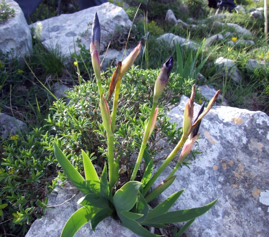 Iris suaveolens?